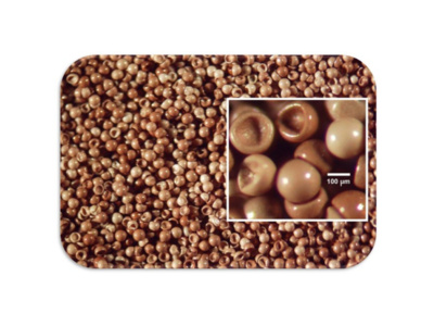 سیست خشک آرتمیا