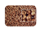 سیست خشک آرتمیا 1
