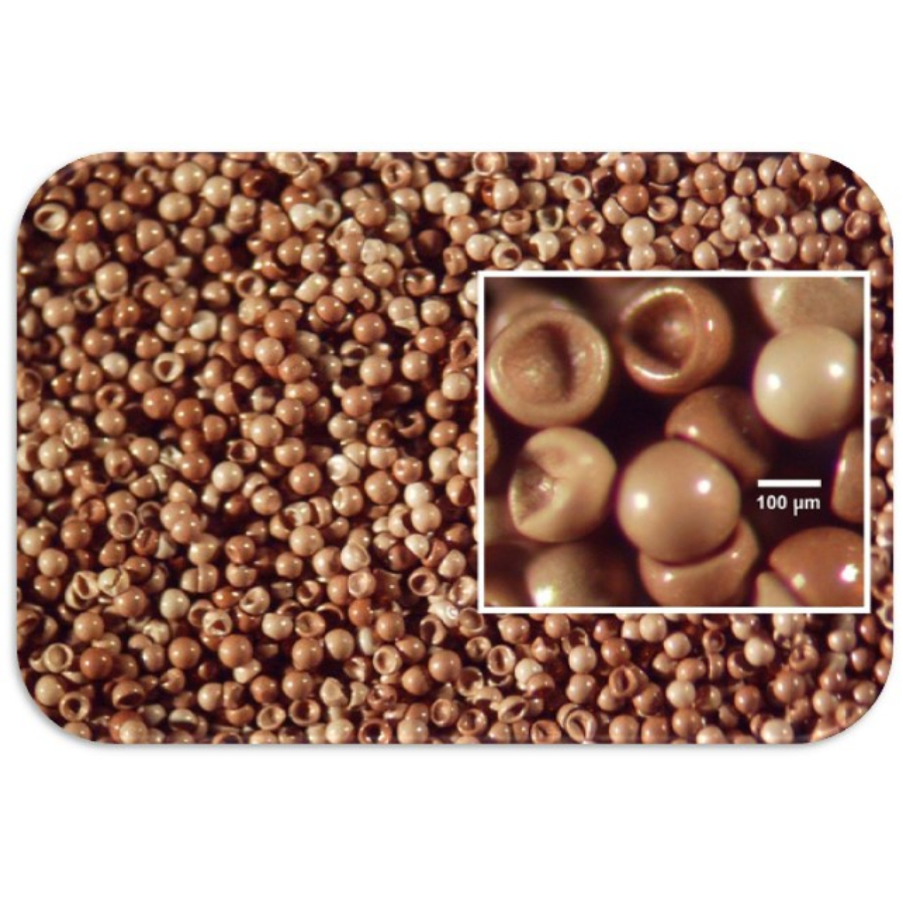 سیست خشک آرتمیا